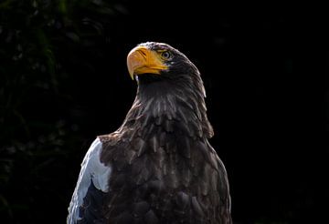 bald eagle steller by Patrick Oosterman