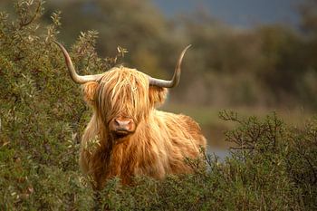 Schottischer Highlander, auf der Suche