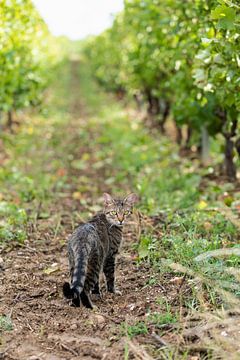 Tabby Cat in Wineyard von VIDEOMUNDUM