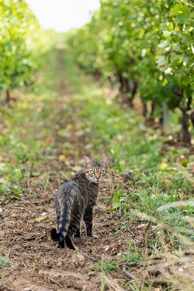 Tabby Cat in Wineyard by VIDEOMUNDUM