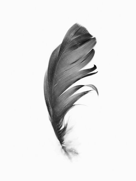 Plume par Kathrin Pienaar