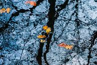Drijvende herfstbladeren; reflecterende bomen van Bep van Pelt- Verkuil thumbnail