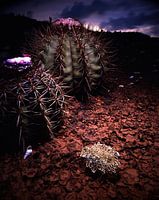 jewel in the caribbean 5