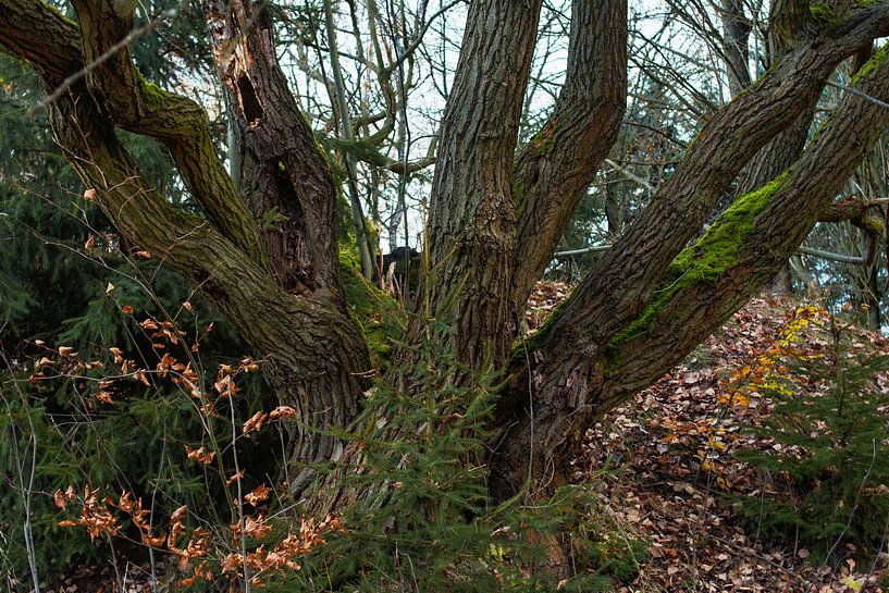 nature arbres eau soleil par Johnny Flash