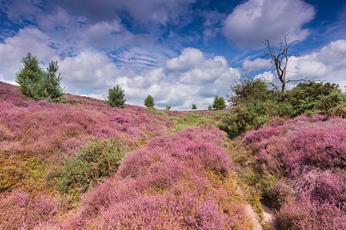 La bruyère en fleur sur la Posbank