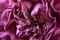 Close-up van bloemblaadjes van een anjer van Evelien Oerlemans thumbnail