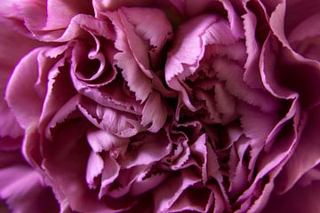 Close-up van bloemblaadjes van een anjer van Evelien Oerlemans