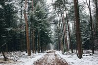 Mastbos in de winter