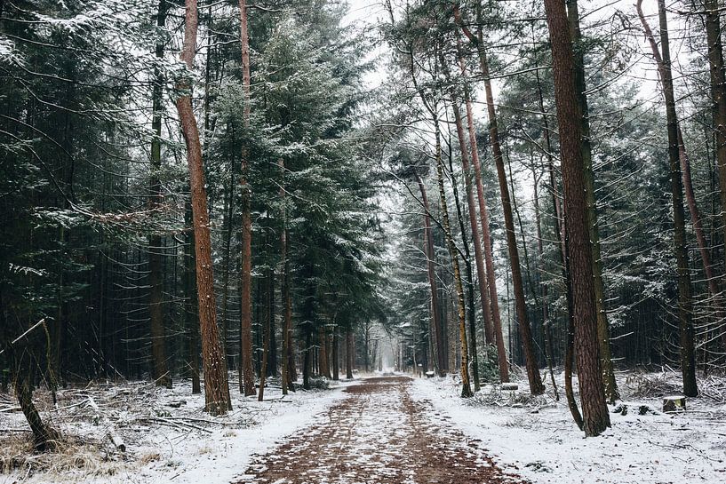 Winter forest by Lars Korzelius