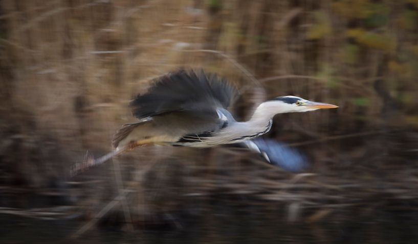 flying heron in the light of the late afternoon by patrick verweire