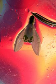 Sneeuwklokje in olie von Marcel van Rijn