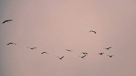 Les grues volent dans le ciel sur Martin Köbsch