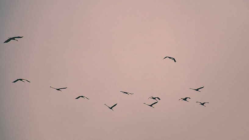 Kraanvogels vliegen in de lucht van Martin Köbsch
