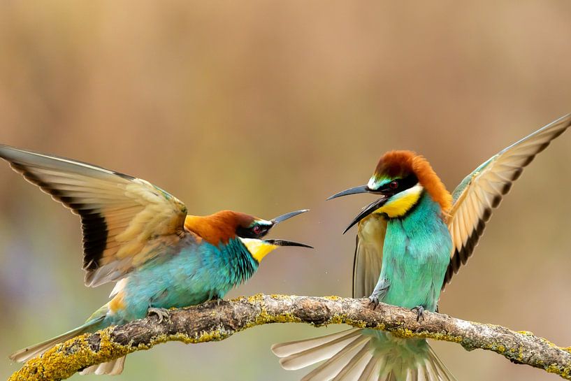 Bee-eaters quarrel by Bert Altena