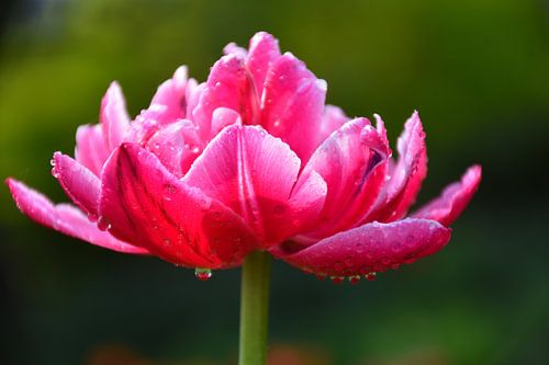 Een bloeiende tulp in de tuin