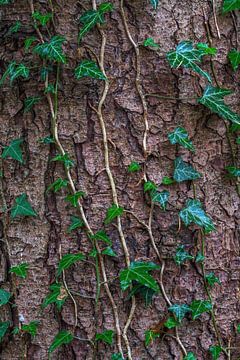 Ivy growing on a tree