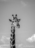 giraffe chobe namibie schwarz-weiß