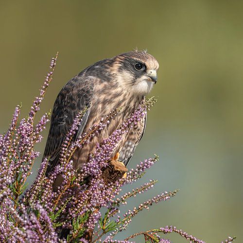 Predatory bird behind the purple heather