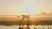 Kuh im Polder