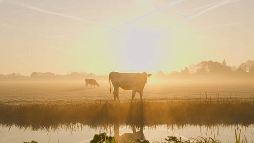 Cow in the polder