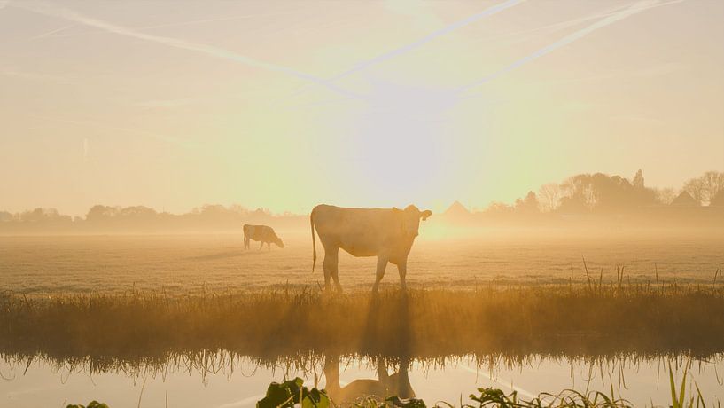 Koe in de polder van BROBUUST | Chris Geurtse