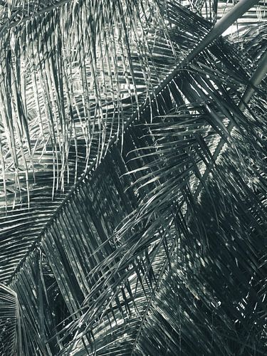 Palmboom Sri Lanka met schaduw | fine art fotoprint