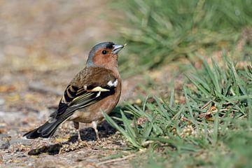 langs de kant van de weg... Vink * Fringilla coelebs *, mannetje in zijn prachtige jurk van wunderbare Erde