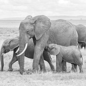 A family affair! by Robert Kok