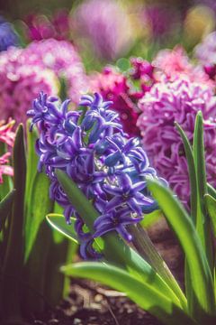 Hyacinths by Steffen Gierok