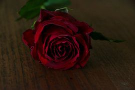 Eine gefallene Rose von Jurjen Jan Snikkenburg
