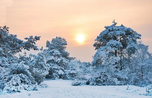 Kootwijkerzand in de winter
