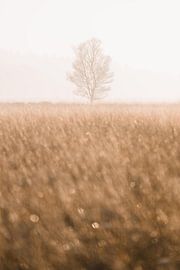 Tree in golden light by Fenna Duin-Huizing