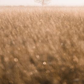 Baum in goldenem Licht von Fenna Duin-Huizing