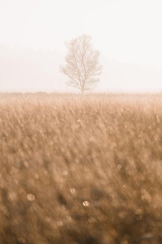 Tree in golden light