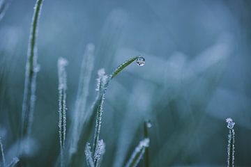 Grass root with frozen droplet by Monique de Koning