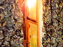 Split Tree with Sunlight