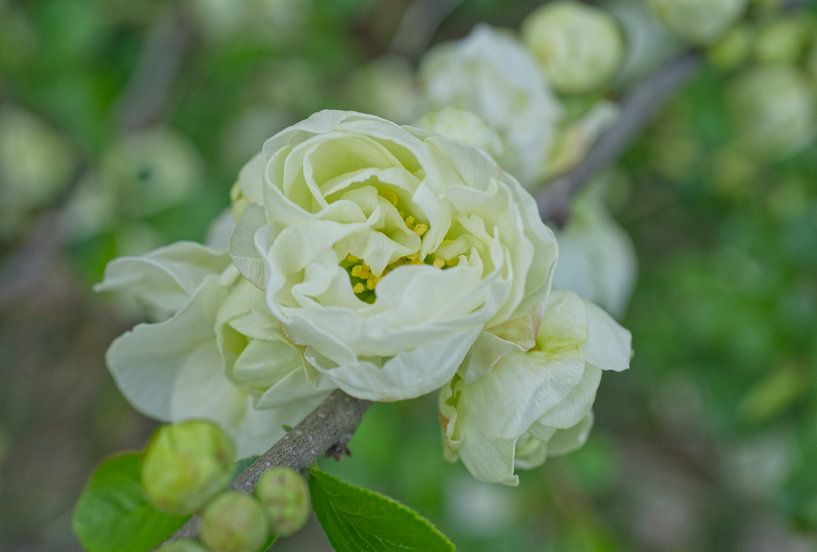 White Quince Flower Cluster by Iris Holzer Richardson