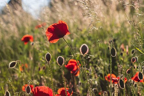 Poppies