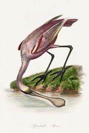 Paul Gervais – Rosalöffler (1842) – Botanischer Vogelillustrationsdruck von Timeless Artworks