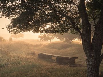 morning bench by snippephotography