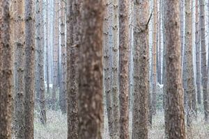 Albino-Hirsche im deutschen Wald