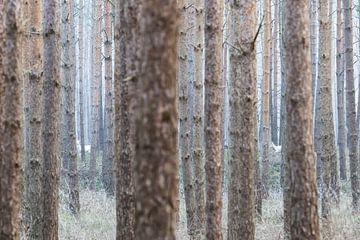 Albino deer in the German forest
