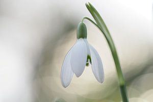 Schneeglöckchen