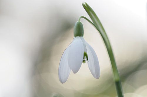 Sneeuwklokje