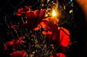Mohnblumen 2
