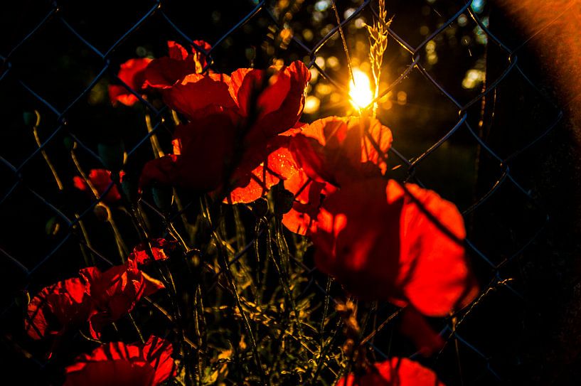 Poppy flowers 2 by Norbert Sülzner