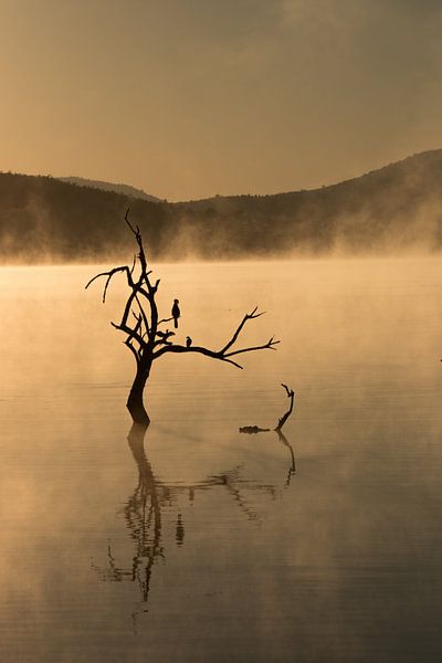 boom pilanesberg nationaal park von Maarten Starink Photography