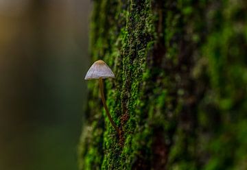 Mini champignon sur un tronc d'arbre sur Erik Lenderink