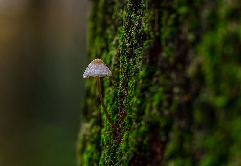 Mini champignon sur un tronc d'arbre par Erik Lenderink