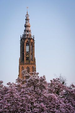Unserer Lieben Frau Turm in Amersfoort mit Blütensonnenuntergang